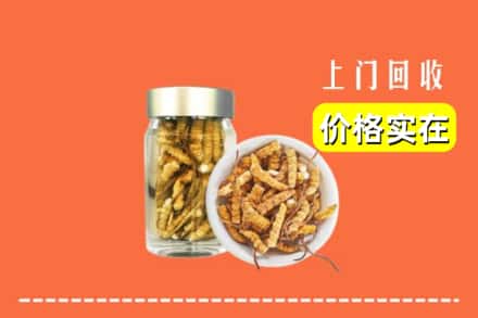 汕头市澄海回收散虫草