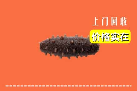 汕头市澄海回收海参